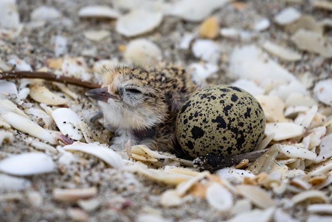 A freshly hatched dotterel. Photo / Supplied