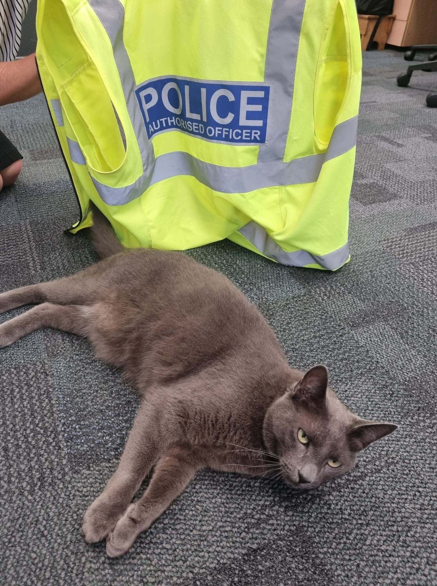 Police Russian Blue Cat