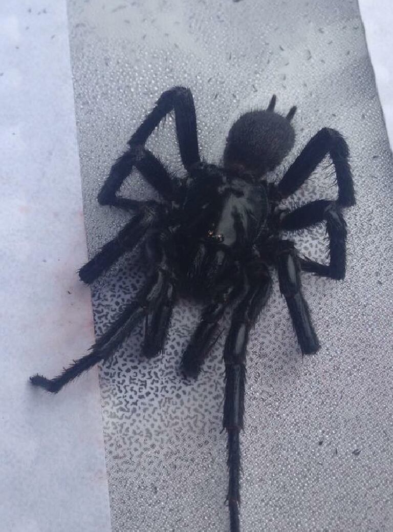 funnel web spiders ground florida