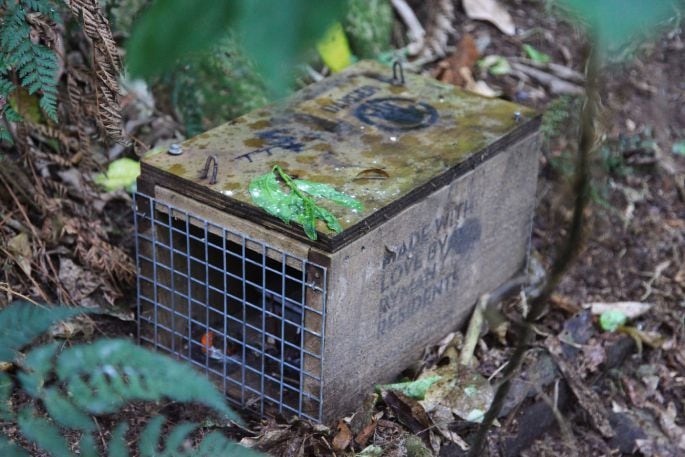 A DOC 200 trap in the bush. Photo/ PFNZ