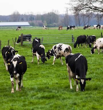 Image result for dairy farm