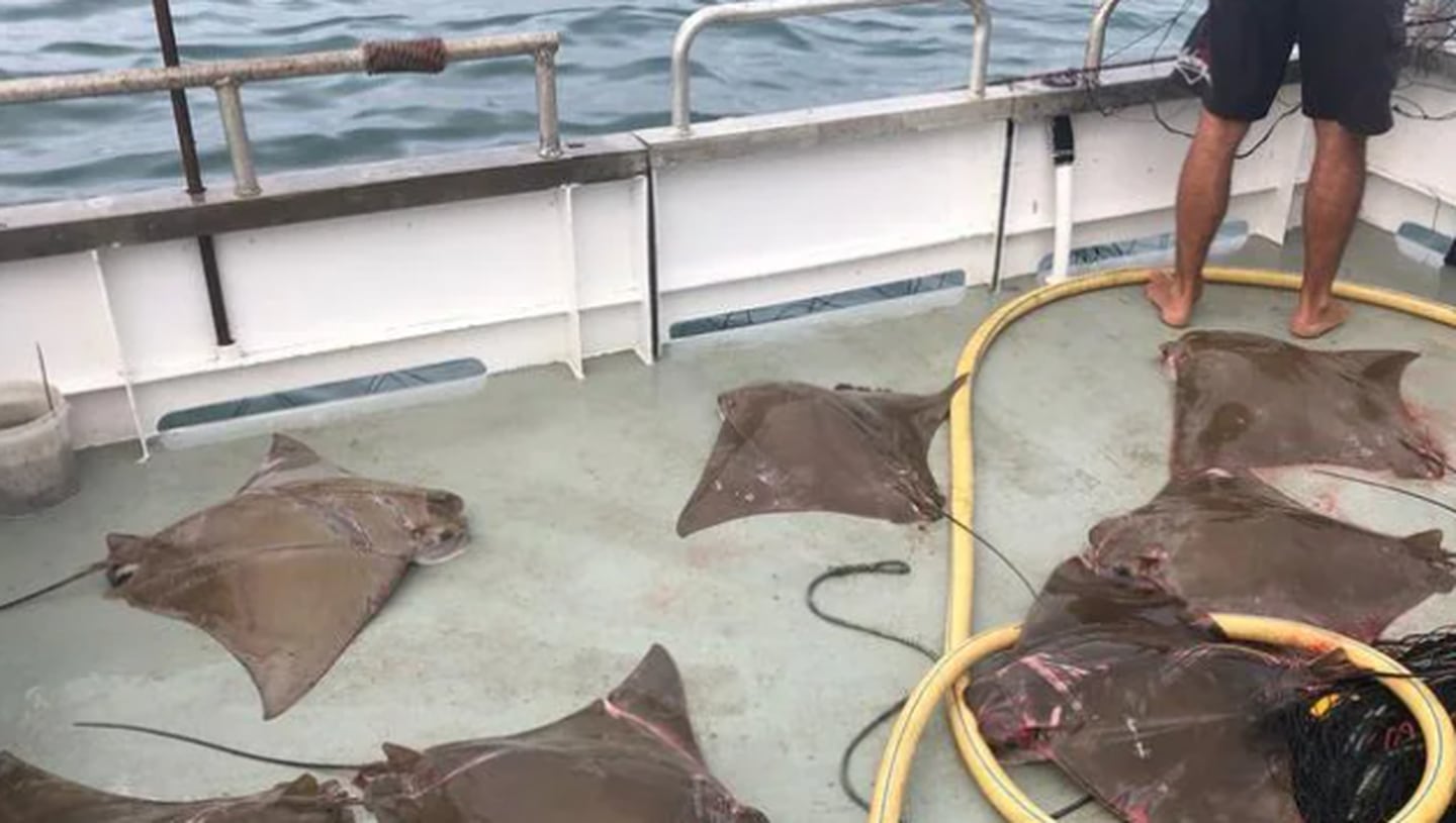 stranded deep mods remove sharks