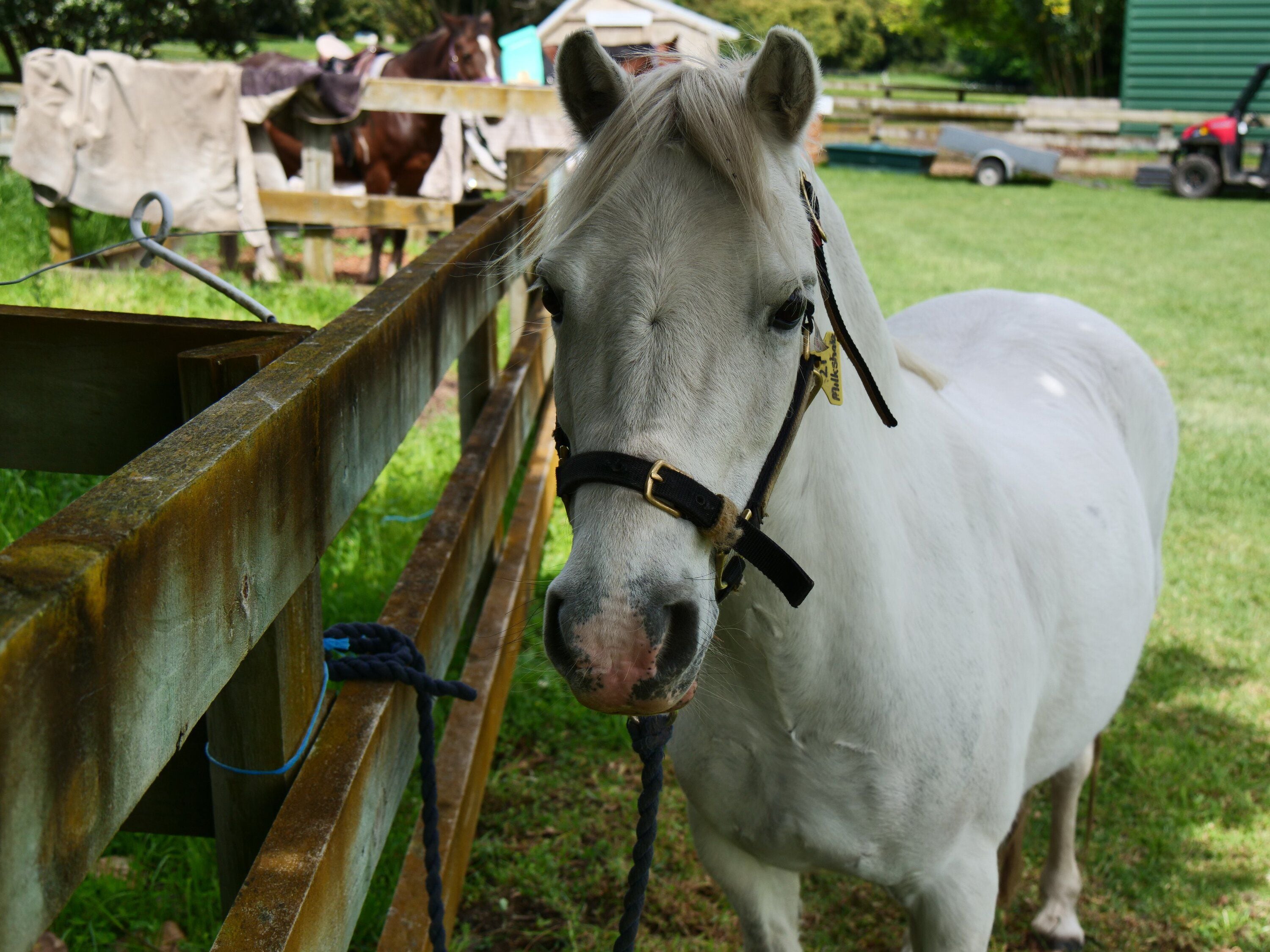  At the 50-year anniversary of Tauranga Riding for the Disabled, some of the horses take a break after their riding session. Photo / Tom Eley