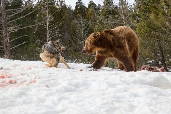 wolves fighting bears