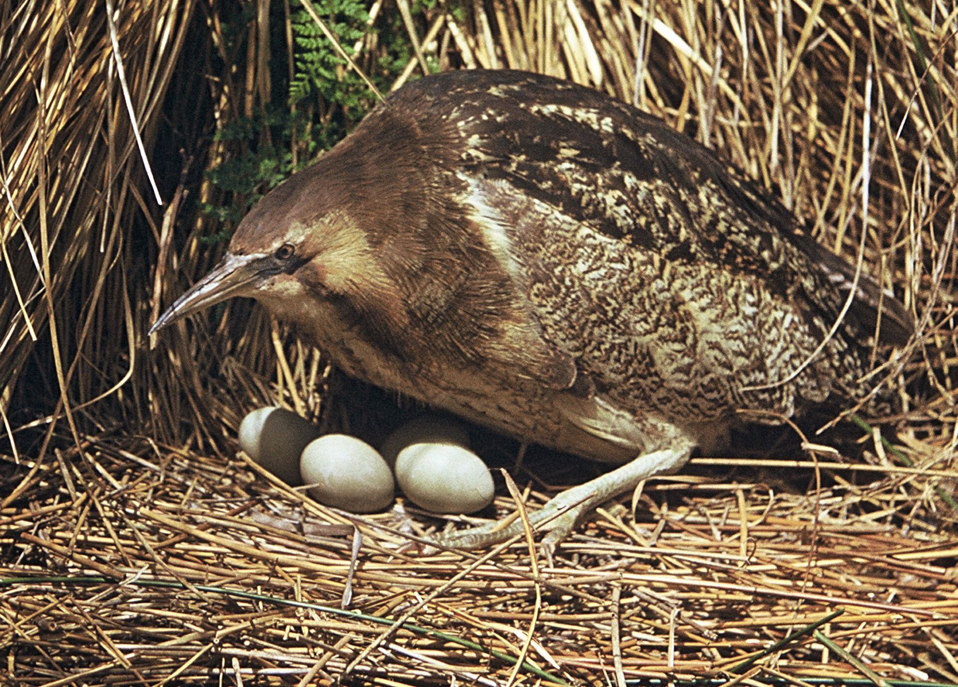 Thermal Imaging Drone Provides New Insights To Breeding Bittern Nz Herald