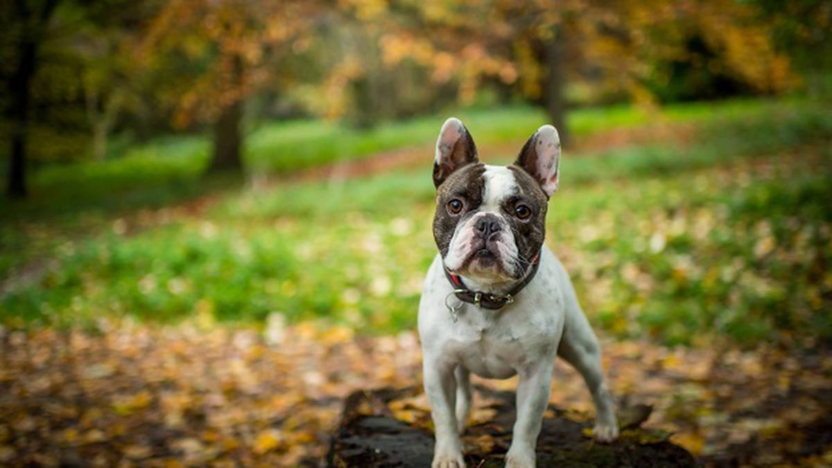 Victorialı bir kadın, 32.000 dolar değerindeki Fransız Bulldog köpeğini dolandırmakla suçlandı.