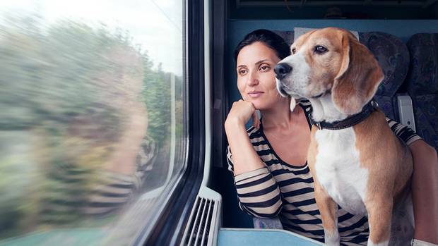 Your dog can travel on the train in Auckland. Photo / 123rf
