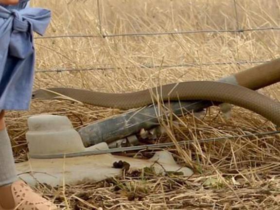 TODAY - A crop farmer has captured this incredible photo of a baby brown  snake caught and killed by a daddy long-legs spider on his farm at  Griffith, NSW. Only. In. Australia. (