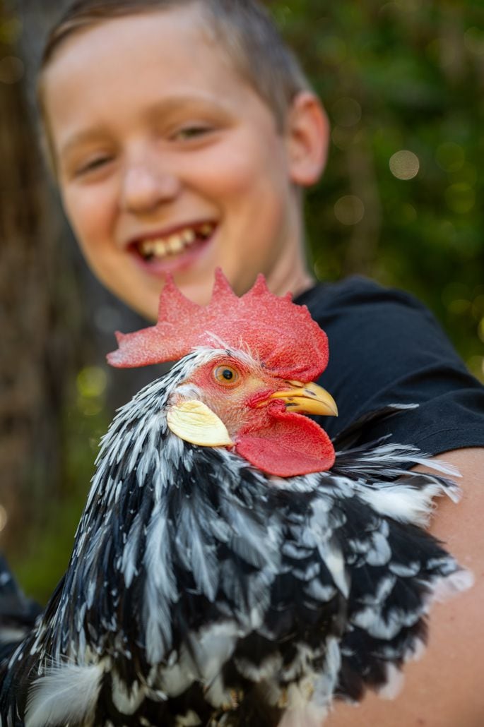 One of the many breeds of chickens the Poyntons have. Photo: David Hall