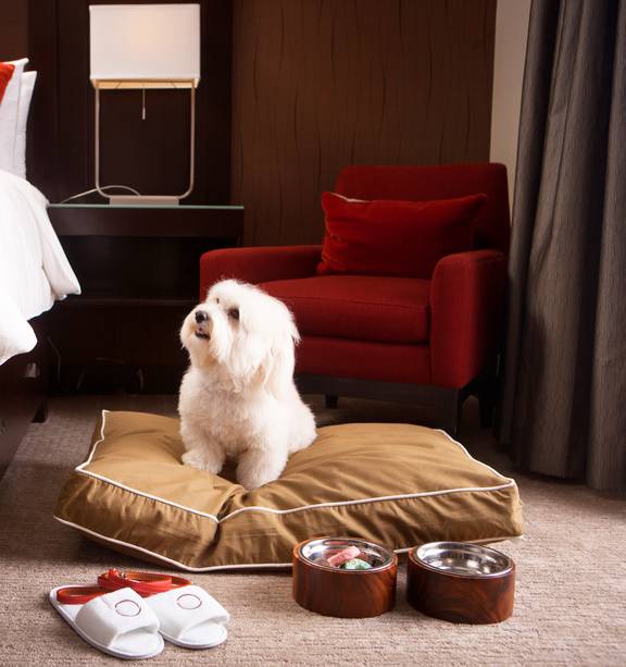 can you leave your dog in a hotel room