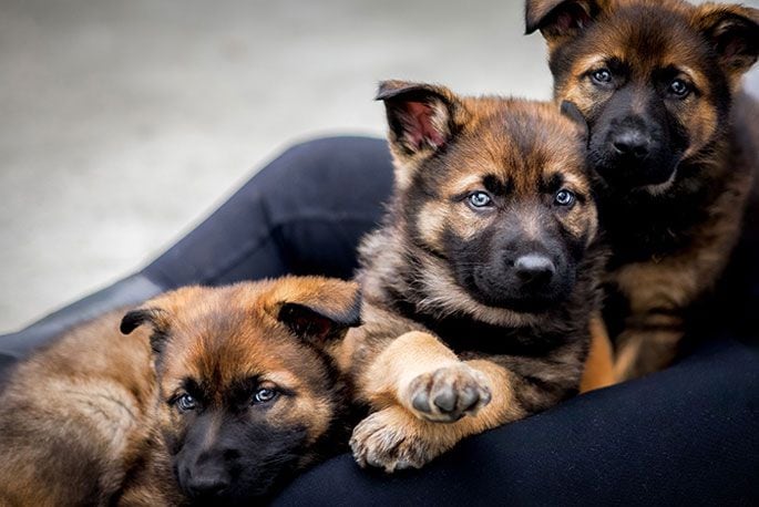 A story about the Police Dog trust calendar wouldn't be complete without at least one puppy shot. These mini floofs feature on one side of the pull-out poster.