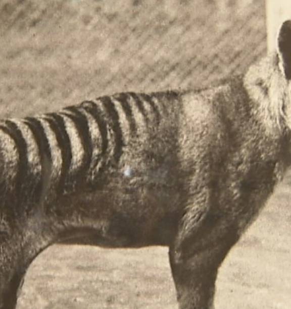 New Support for Some Extinct Tasmanian Tiger Sightings - The New York Times