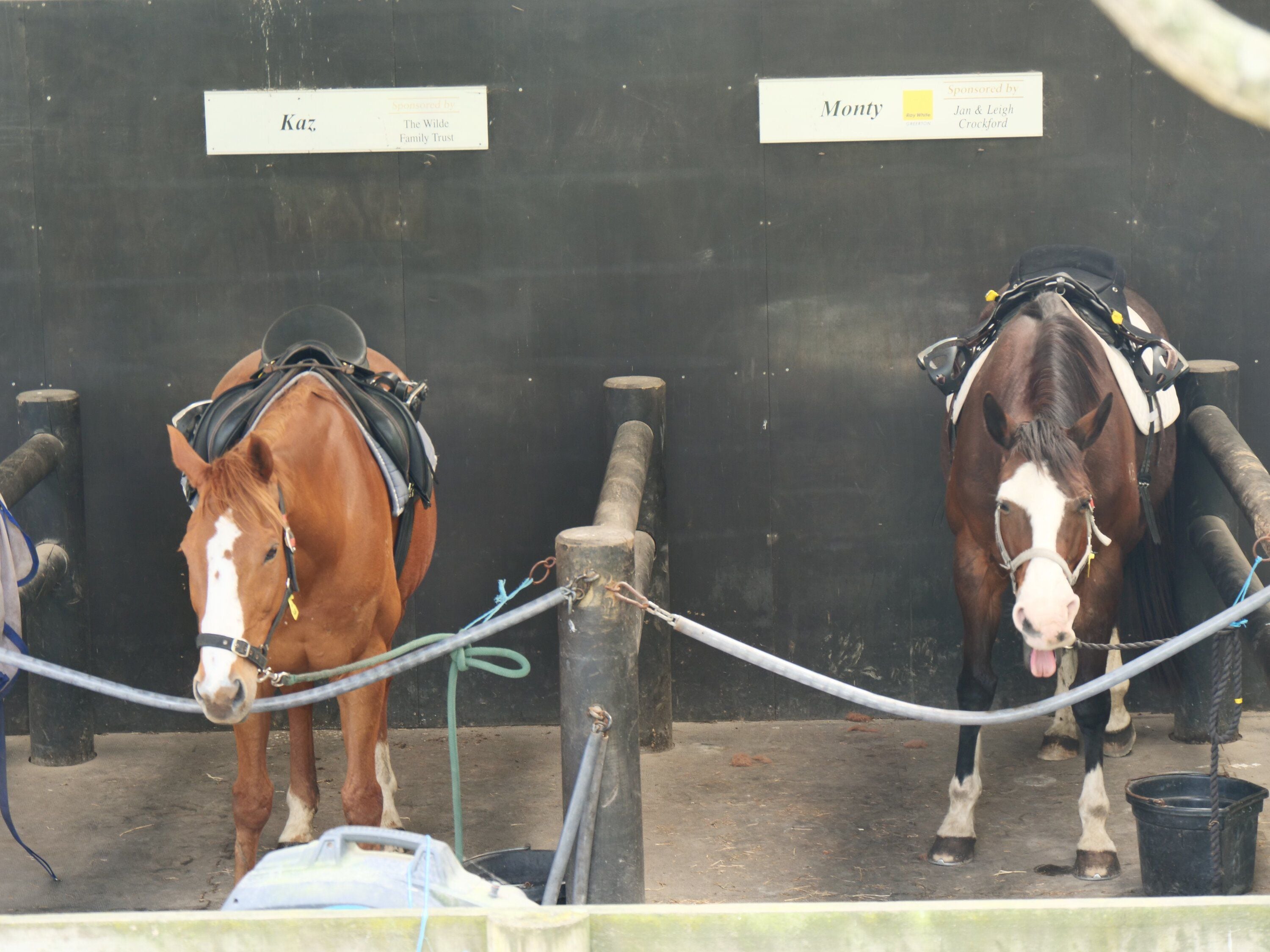 Monty and his stablemate have a close bond and often get into mischief, horse farm manager Tracey Smith said.