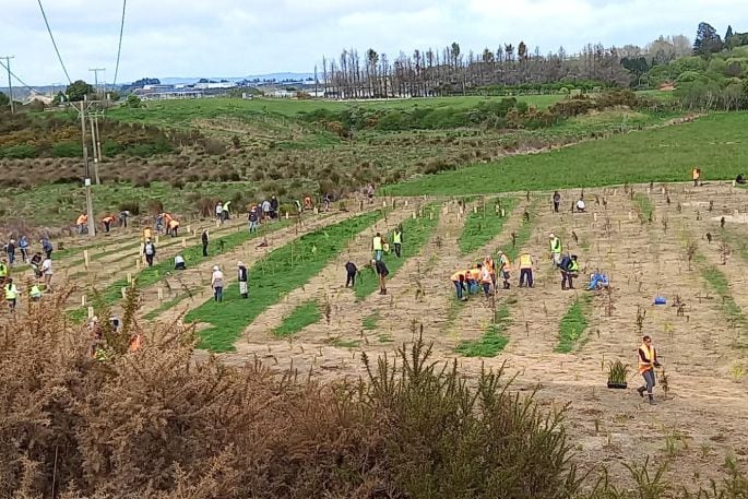 An estimated 145 people turned out to help plant 4500 plants in Kōpūrererua  Valley on September 29. Photo: Supplied.