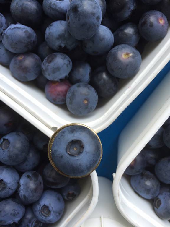 NZ: JV to begin planting Australian-bred jumbo blueberries