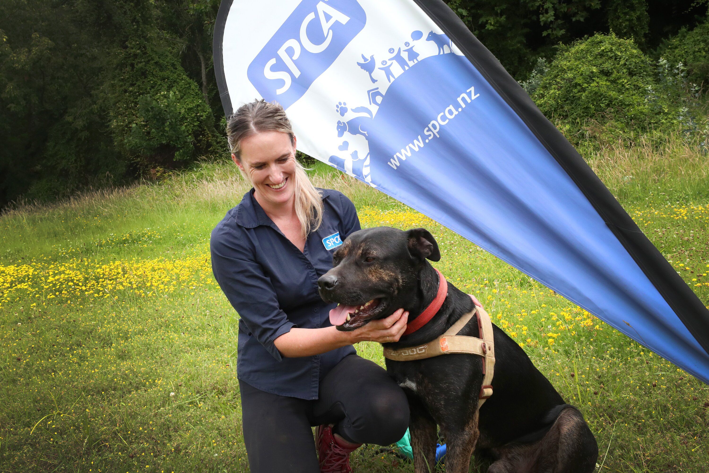 Spca nz sale dogs