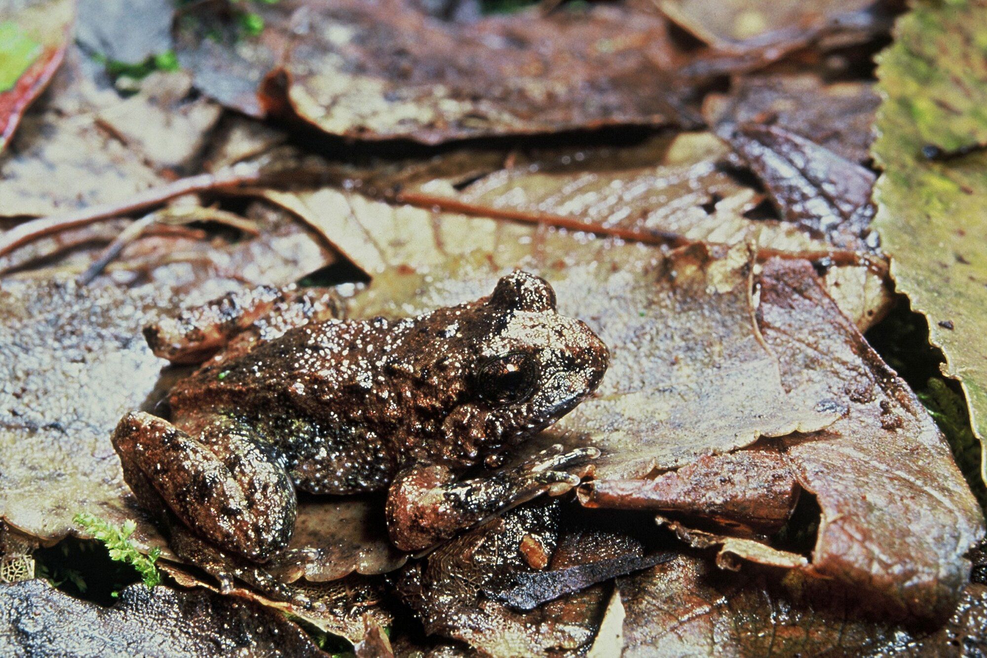  Hochstetter's frog. Photo / DOC