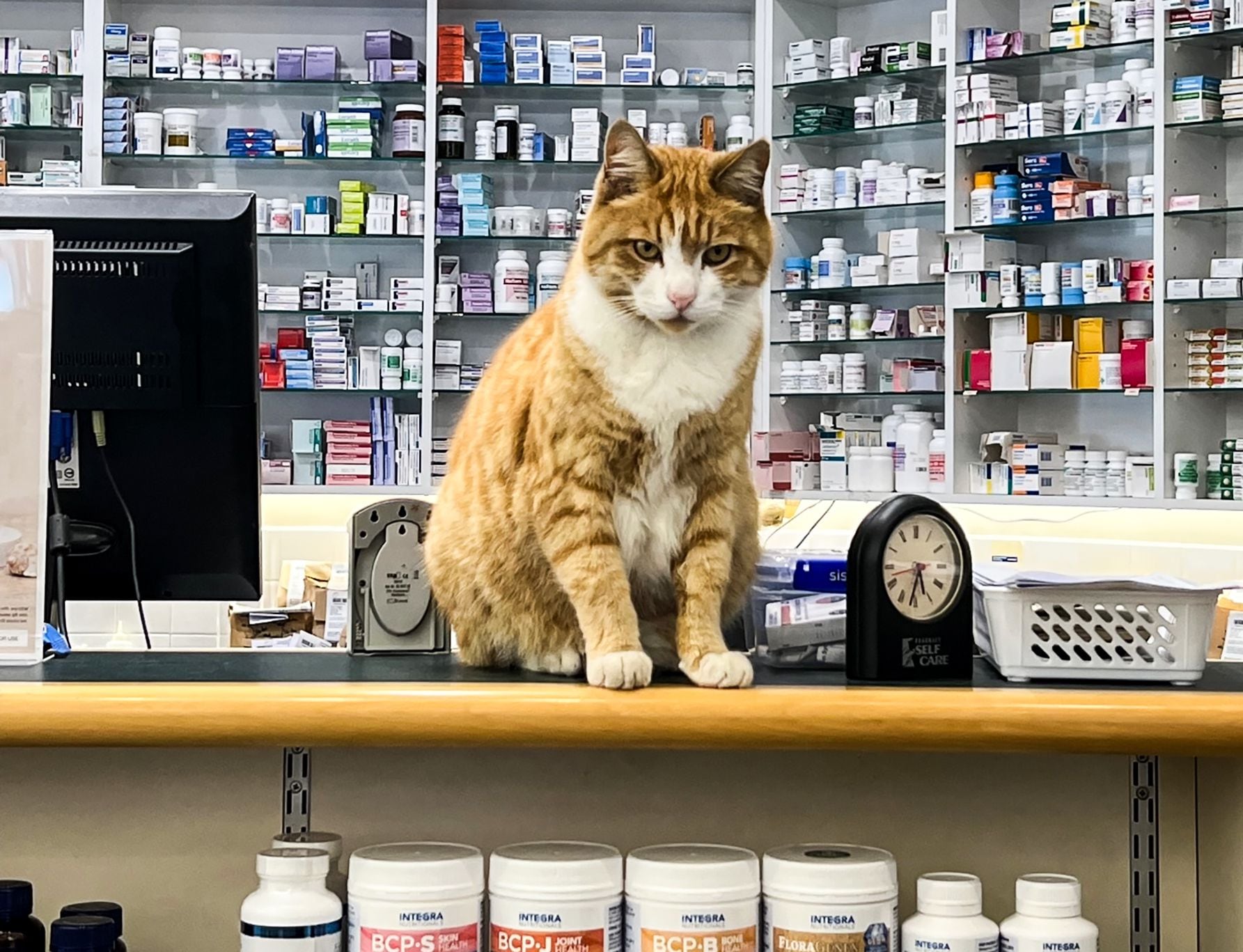 Pharmacy cat store