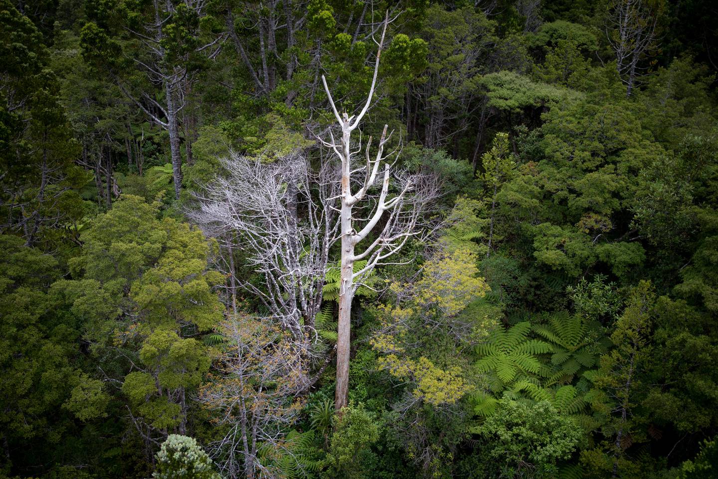 New Zealand Forest PNG