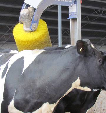 Cattle Living Life Of Luxury Indoors Nz Herald