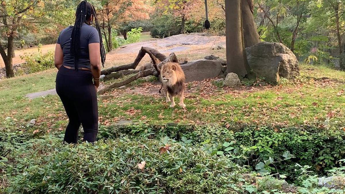 In the Lions' den: Bronx Zoo - Travel News - NZ Herald