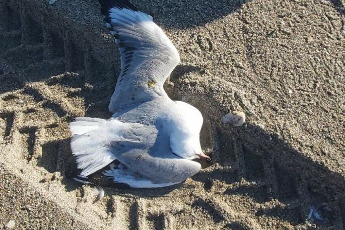 The run-over seagulls cover the Bay of Plenty beach. Photo / Ray Neville