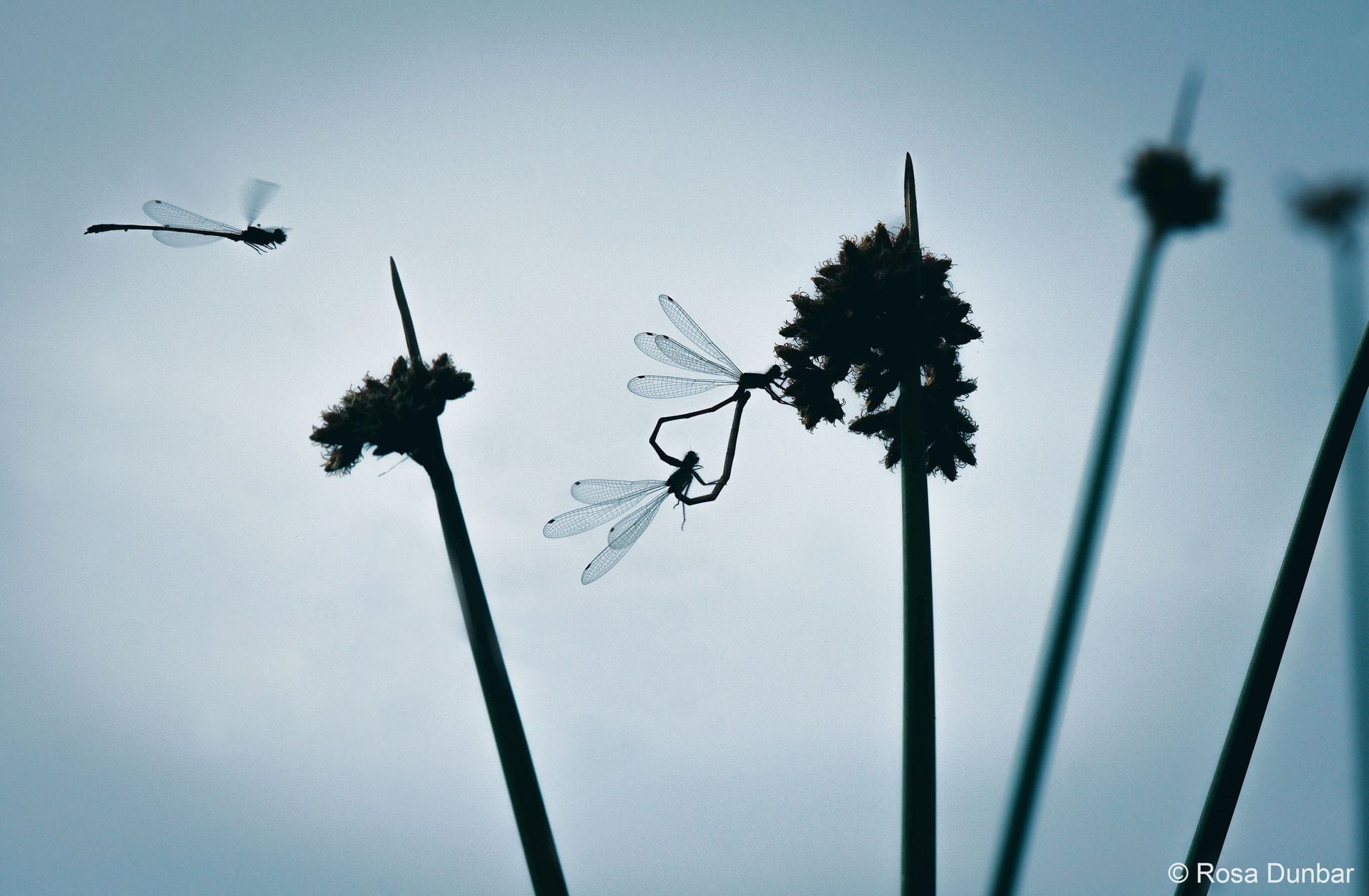 The intense reality of the food chain: Winning photo a matter of life and  death - NZ Herald