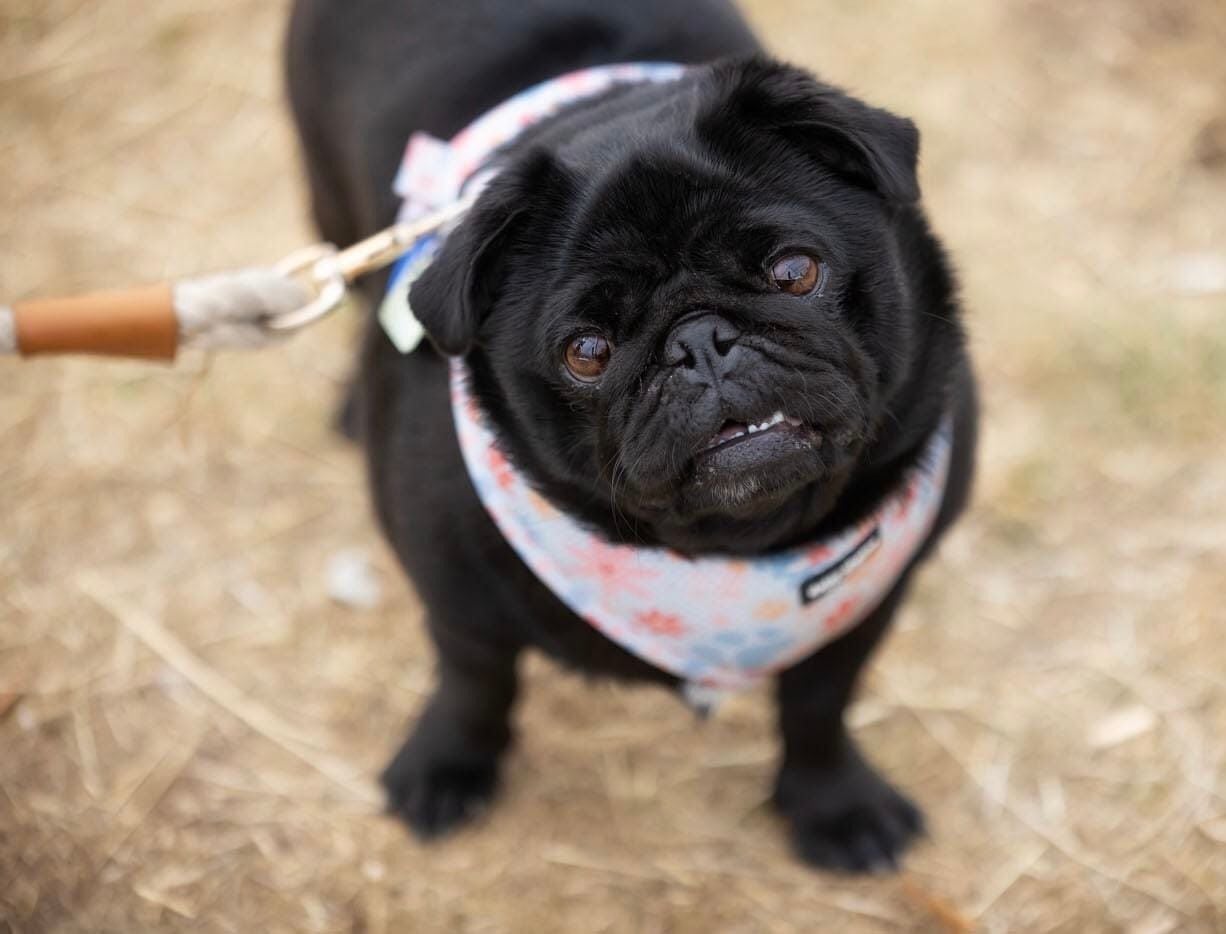 Hawke's Bay dogs in running for best office pooch - NZ Herald