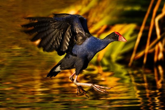 David Towgood's winning image for the 2025 Game Bird Habitat Stamp competition. Photo/David Towgood.