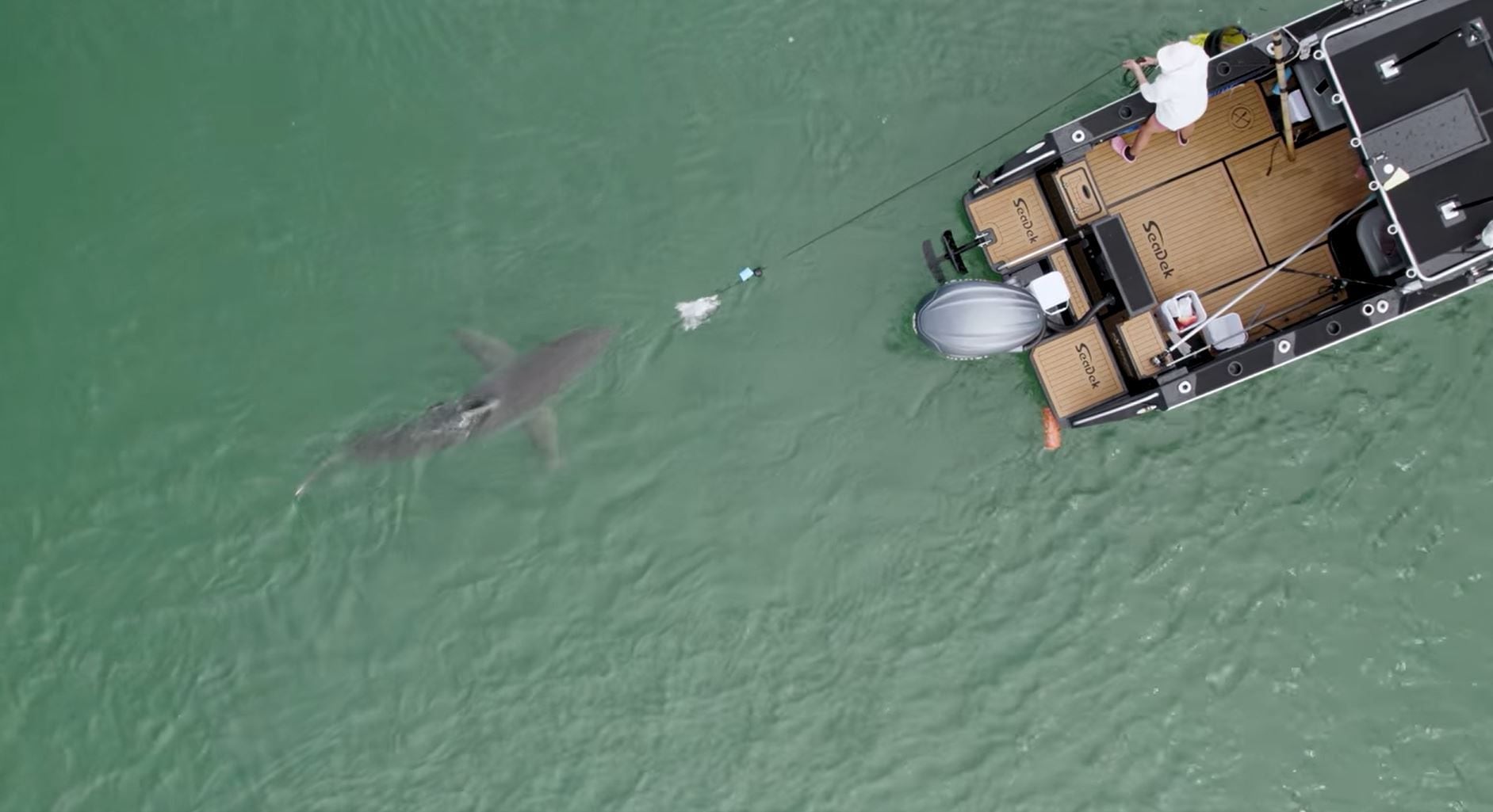 Mananui is named by Te Whānau a Tauwhao, the hapū of the area where she was tagged in the Bay of Plenty by shark scientist Riley Elliott in January 2023. She is a female Great White shark, 3.2m in length.