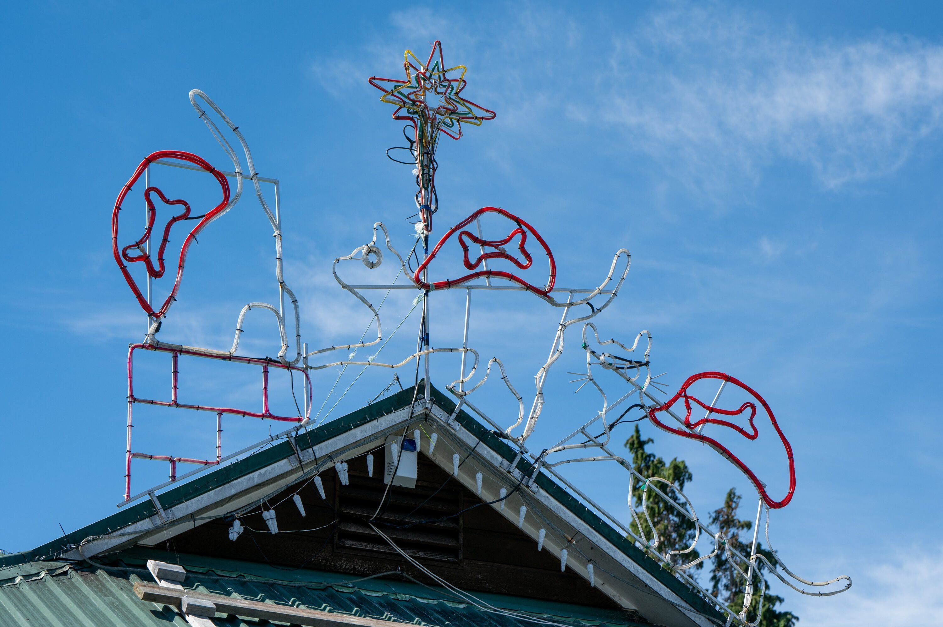  Welcome Bay vet Clinic former owner Dr John Drummond said his first attempt at constructing a dog pulling a cat on a sleigh out of aluminium rods and fairy lights about 20 years ago failed horribly. Photo: David Hall.