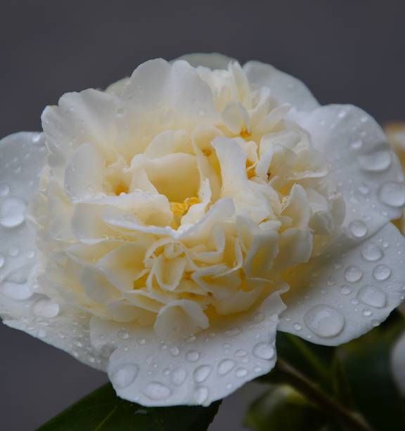 Gardening Pretty Up Comely Camellias Nz Herald