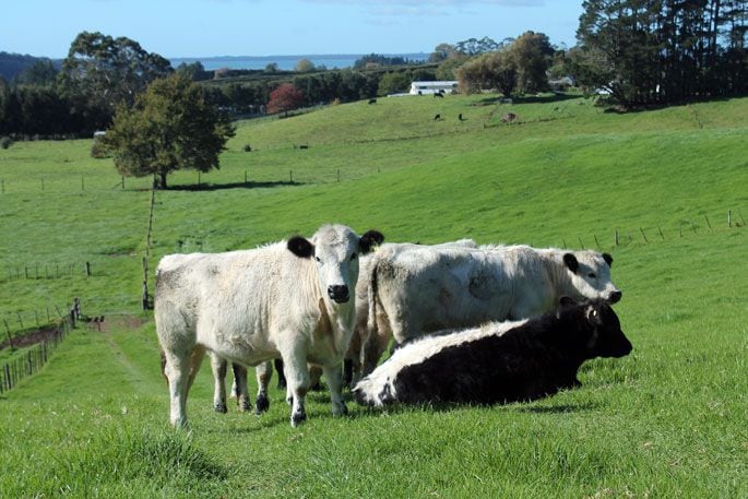 Cattle on the property. Photo: Debbie Griffiths.