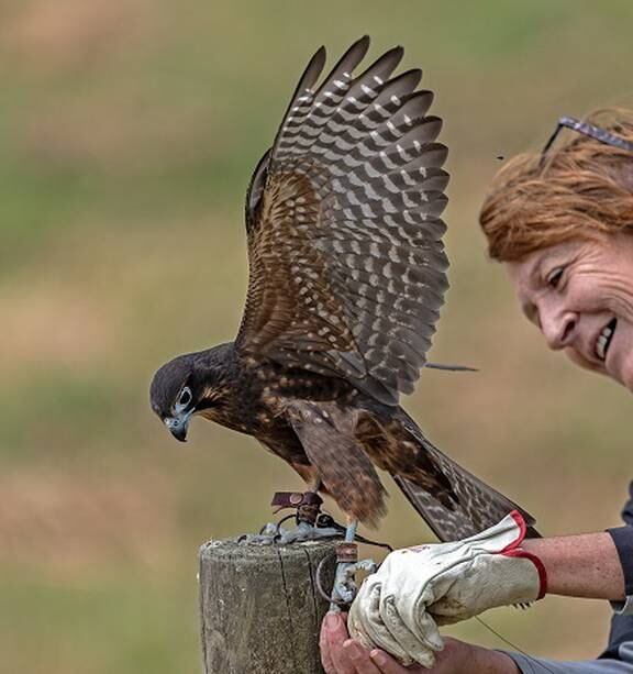 Wingspan Bird of Prey Centre Rotorua NZ