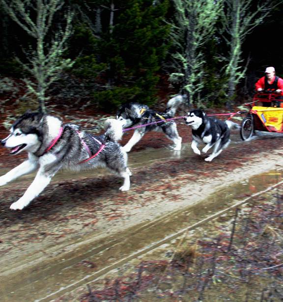 Dog Sports Team Gear