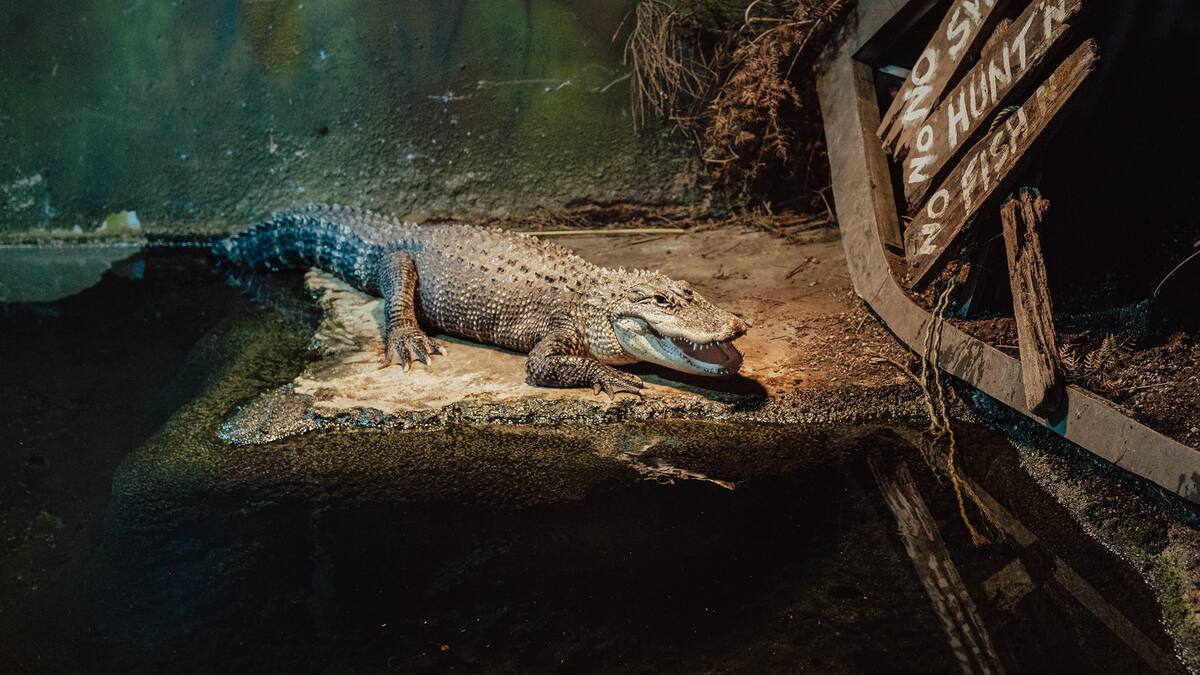 National Aquarium's alligator Cheryl to leave Napier - NZ Herald