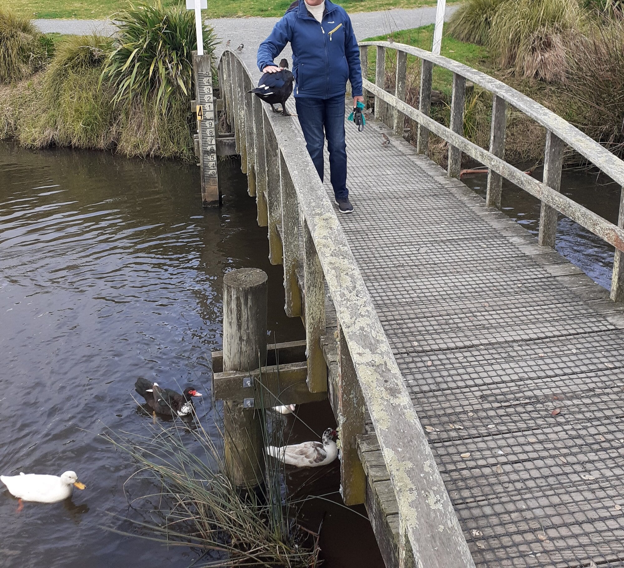  The male Muscovy duck getting a pat from a Papamoa resident.