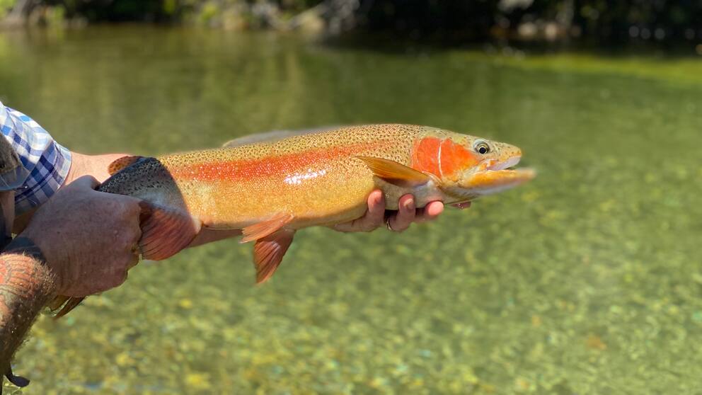 The beginner's guide to fly fishing at Poronui Lodge - NZ Herald