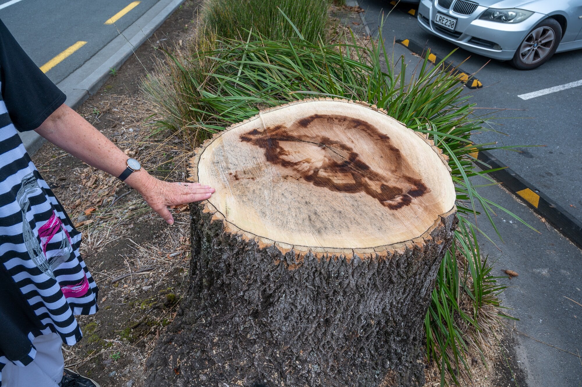 The stump of the tulip tree that grew on the media strip near the carpark in Greerton Village. Photo / David Hall.