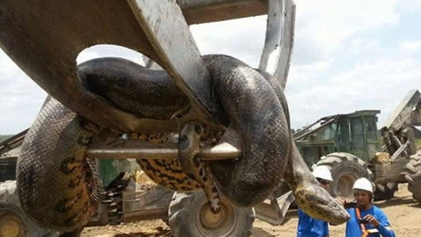 Meet Medusa - Longest Snake Ever In Captivity - Guinness World