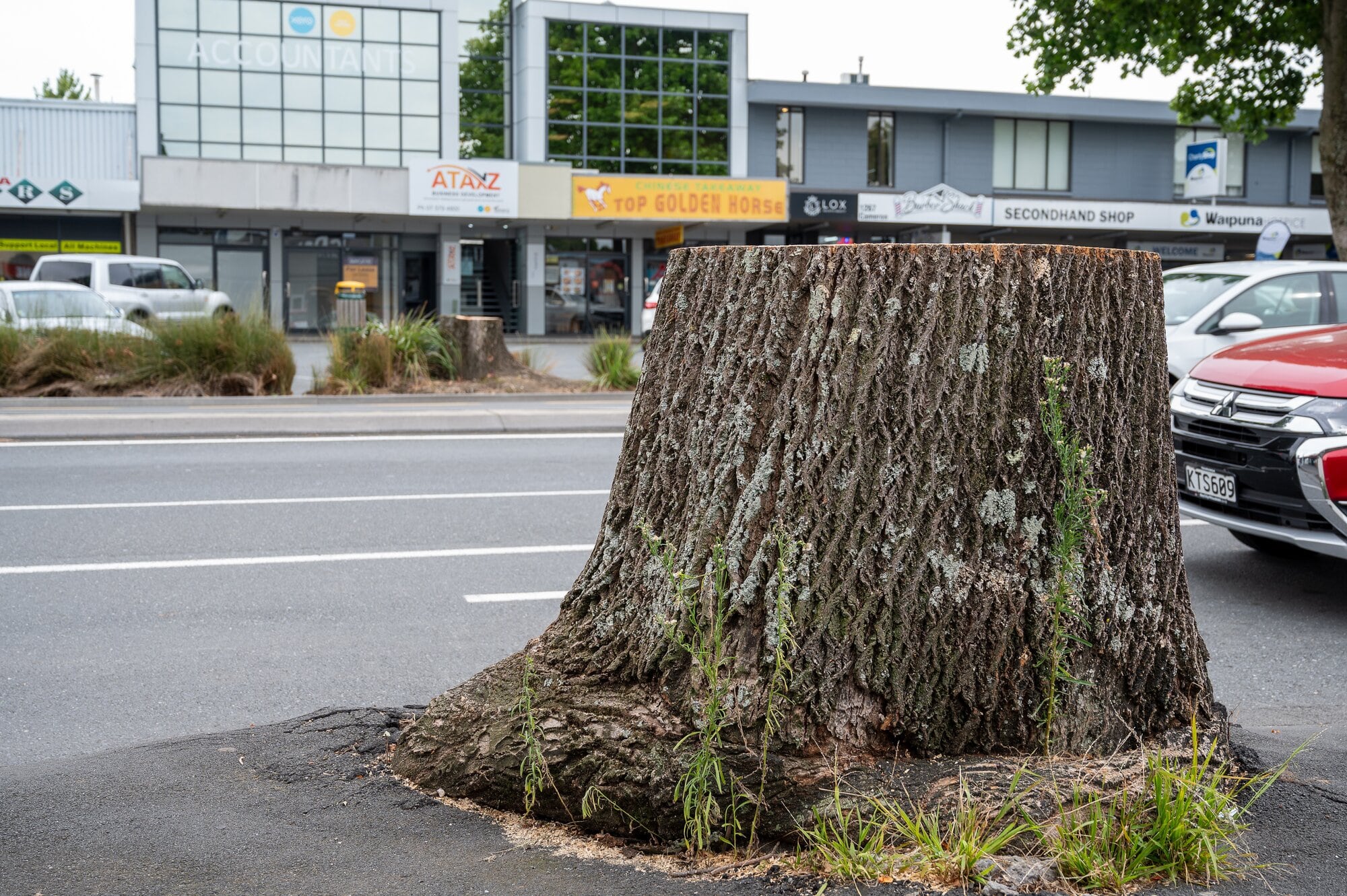 Two tulip trees opposite each other on Cameron Rd in the Greerton Village have been chopped down.  Photo/David Hall.