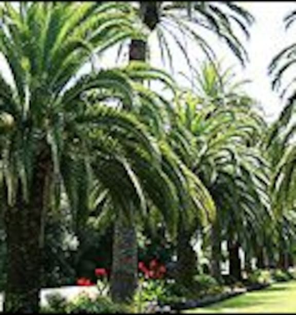 Everything You Need To Know About Palm Trees In New Zealand