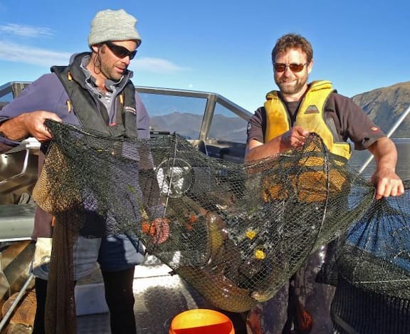 Programme helps eels make 5000km journey to breed - NZ Herald