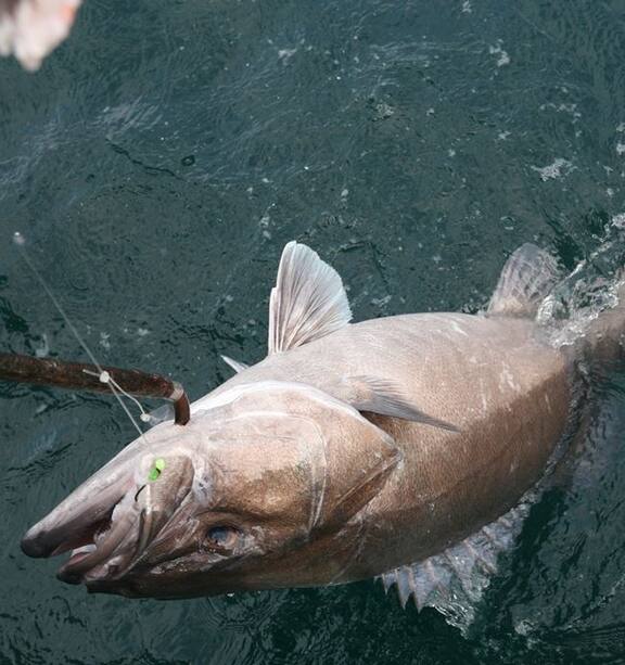 Fishing: Best spots for good-sized catch in 20m of water - NZ Herald