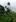 Coconut trees bow to approaching winds of Cyclone Evan against the backdrop of the LDS Temple in Suva, Fiji. Photo / Liti Aditora