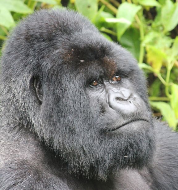 world biggest gorilla
