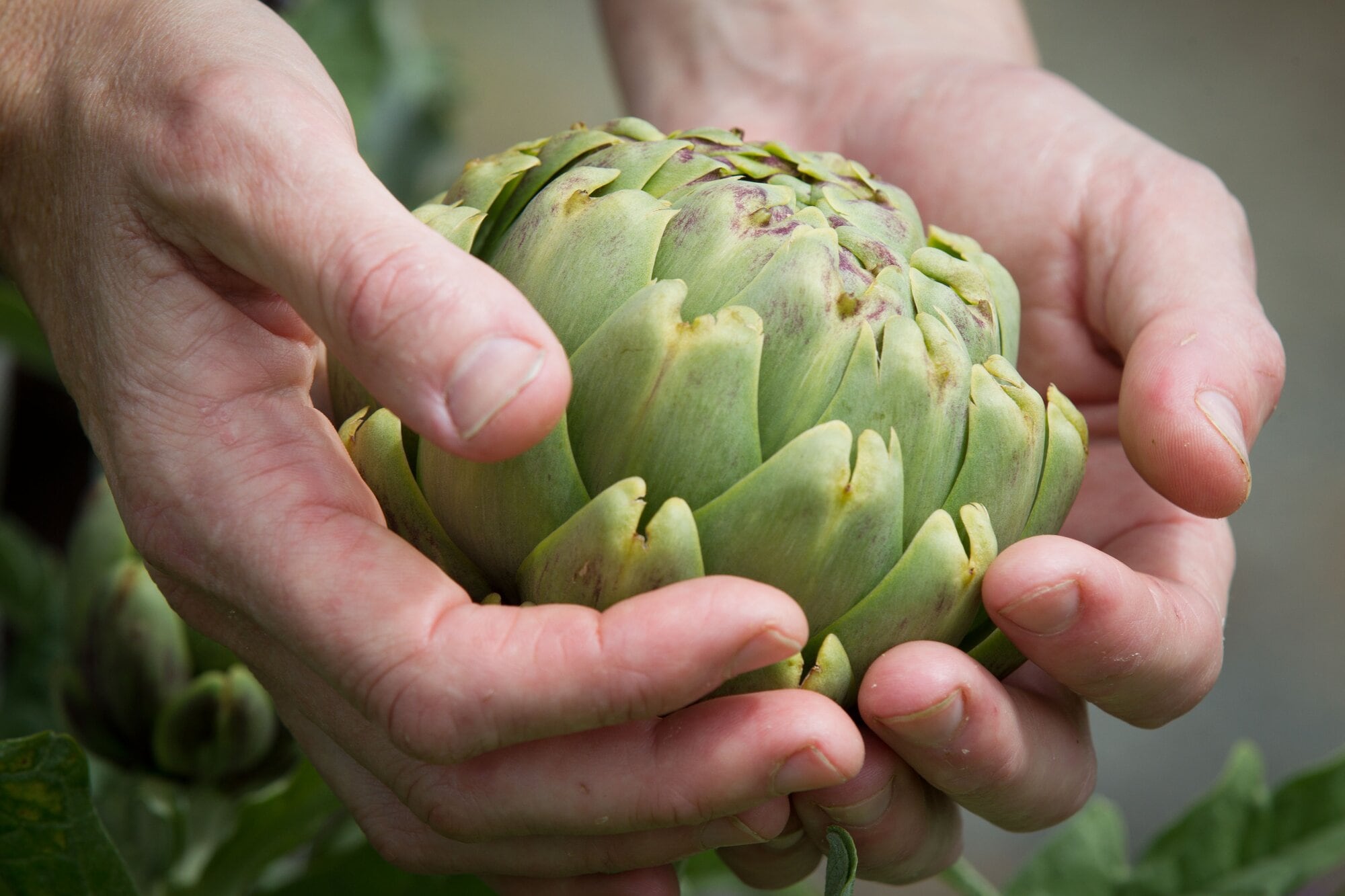 A globe artichoke.  
