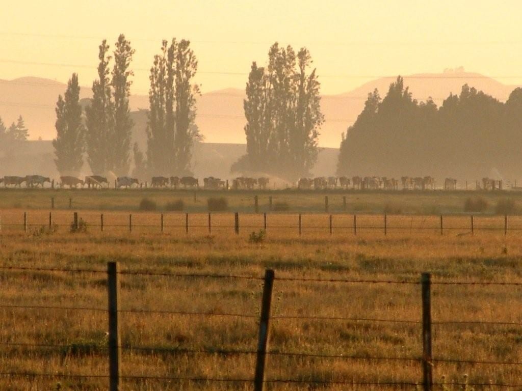 NZ farmers face better outlook, but China remains a risk – RBNZ