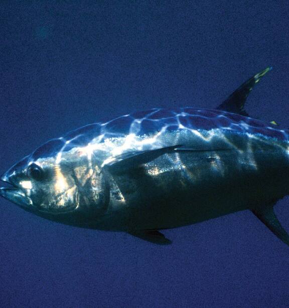 Giant Bluefin Tuna on a Handline from a Dinghy 