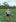 Courgette grower Brett Heap in a field where the vegetables were not picked. The courgettes have blown out to become unmarketable marrows. Photo / David Fisher